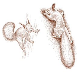 Squirrels sketches tree trunk rodents wild animals realistic fluffy two cute red vector hand drawings isolated on white
