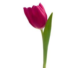 Tulpe, freigestellt, PNG
