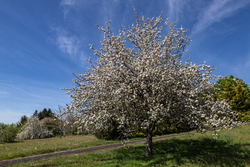 Fototapeta premium Lagraulière (Corrèze, Limousin, Nouvelle Aquitaine, France) - Vue printanière campagnarde
