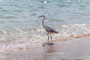 White Western Reef Heron (Egretta gularis) at Sharm el-Sheikh beach, Sinai, Egypt