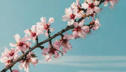 Branch with blooming pink almond tree flowers on pastel blue background. Ideal for spring ca