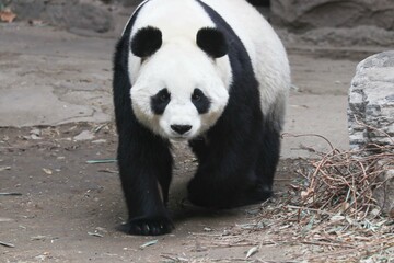 Fototapeta premium close up giant panda, Bai Tian, Beijing Zoo, China