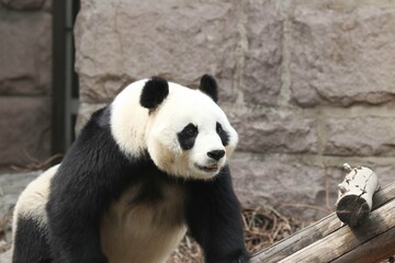 close up giant panda, Bai Tian, Beijing Zoo, China