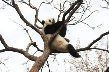 Acrobatic Panda ,Close up Playful panda having fun on the Tree,