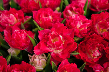 Obraz na płótnie Canvas Pink tulip bouquet closeup from above