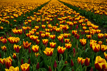 Beautiful field of yellow and red tulips