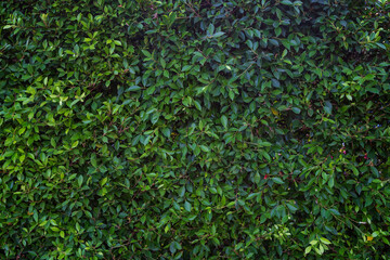 Front view of a hedge with lush and green foliage in the summer. Abstract full frame natural background.