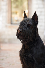 A thoughtful black Schnauzer gazes into the distance, its expressive eyes and beard giving it a...
