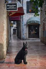 A black Schnauzer dog sits patiently on a street in a historic shopping district, exuding the timeless elegance of the city