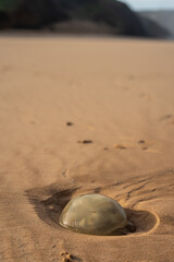 jellyfish washed up on beaches in Portugal - danger of burns from jellyfish from the ocean