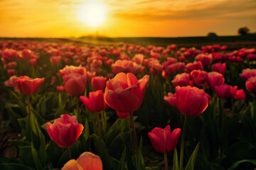 Field of rose tulips and sunset in countryside