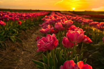 Pink field of tulips and sunset, in golden hour. 