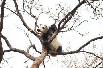 Acrobatic Panda ,Close up Playful panda having fun on the Tree,