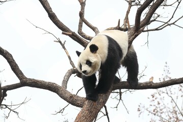 Acrobatic Panda ,Close up Playful panda having fun on the Tree,