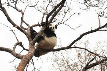 Acrobatic Panda ,Close up Playful panda having fun on the Tree,