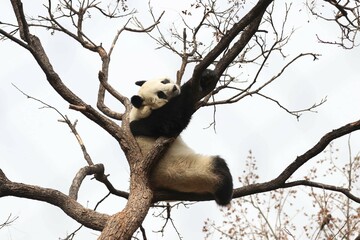 Acrobatic Panda ,Close up Playful panda having fun on the Tree,