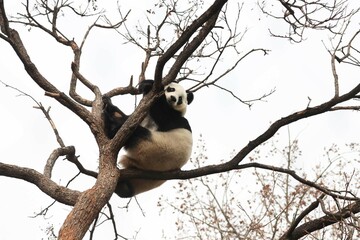 Acrobatic Panda ,Close up Playful panda having fun on the Tree,