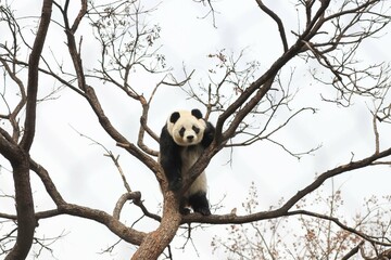 Acrobatic Panda ,Close up Playful panda having fun on the Tree,