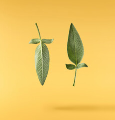 Beautiful fresh green Sage or Salvia leaf falling in the air isolated on yellow backgound