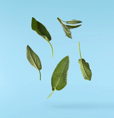 Beautiful fresh green Sage or Salvia leaf falling in the air isolated on blue backgound