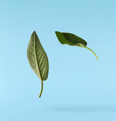 Beautiful fresh green Sage or Salvia leaf falling in the air isolated on blue backgound