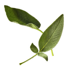 Beautiful fresh green Sage or Salvia leaf falling in the air isolated on white backgound