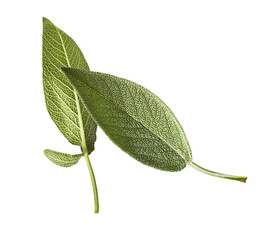 Beautiful fresh green Sage or Salvia leaf falling in the air isolated on white backgound