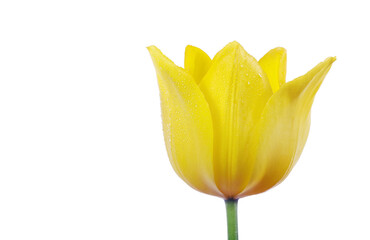 yellow tulip in dew drops isolated on white.