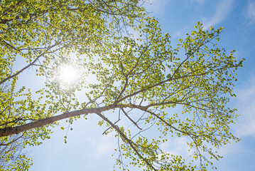 Branches of a poplar tree in spring, with sunshine - 791097770
