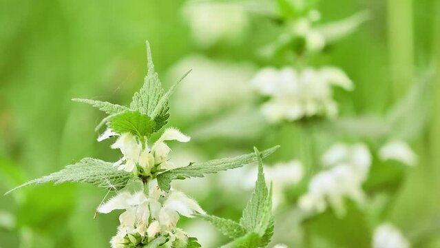 Lamium album, commonly called white nettle or white dead-nettle, is flowering plant in family Lamiaceae. It is native throughout Europe and Asia, growing in variety of habitats.