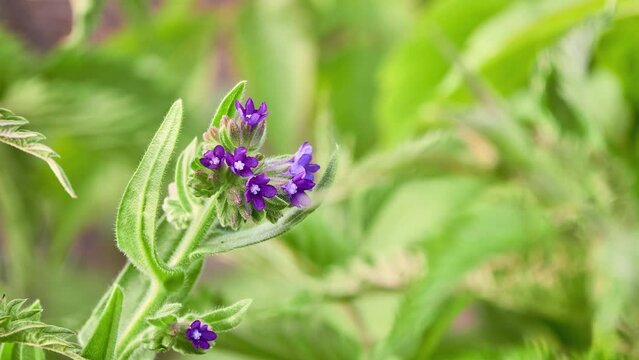 Anchusa officinalis, commonly known as common bugloss or alkanet, is plant species in genus Anchusa. Plant provides great deal of nectar for pollinators.