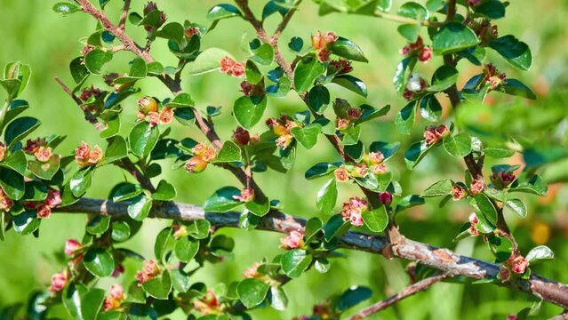 Cotoneaster divaricatus, spreading cotoneaster, is flowering plant in family Rosaceae. It is native to China, and has been introduced to Ontario in Canada, Midwest United States.