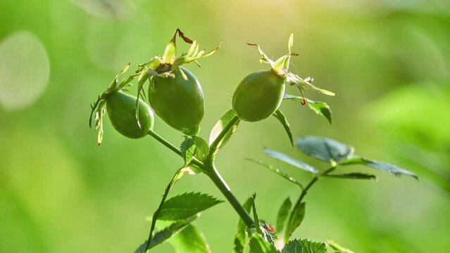 Rosa dumalis, glaucous dog rose, is rose native to Europe and southwest Asia. Not all authorities accept it as distinct, with Flora Europaea treating it as synonym of Rosa canina.
