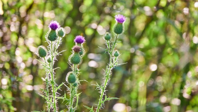 Cirsium vulgare, spear thistle, bull thistle, or common thistle, is Asteraceae genus Cirsium, native throughout most of Europe.