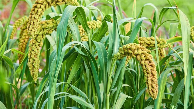 Foxtail millet, scientific name Setaria italica (Panicum italicum), is grass grown for human food. It is bristle-grass, dwarf or giant setaria, green foxtail, Italian, German or Hungarian millet