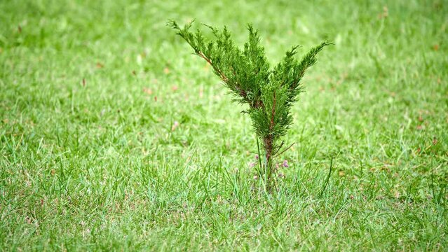 Juniperus sabina, savin juniper or savin, is juniper native to mountains of central and southern Europe and western and central Asia, from Spain to eastern Siberia.