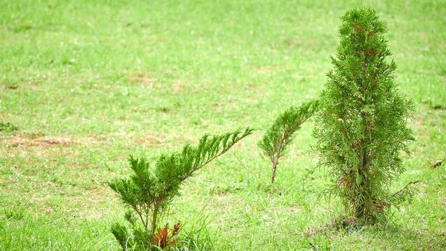 Microbiota is monotypic genus of evergreen coniferous shrubs in cypress family Cupressaceae, containing only one species, Microbiota decussata (Siberian carpet cypress, Russian arbor-vitae).