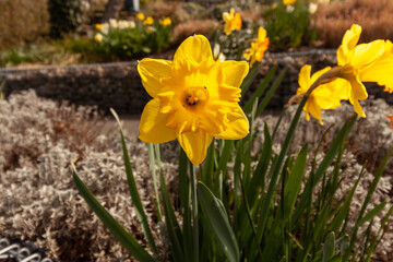 Fototapeta premium Close-up of some daffodils standing erect in the spring sunshine, Bad Waldsee, Germany