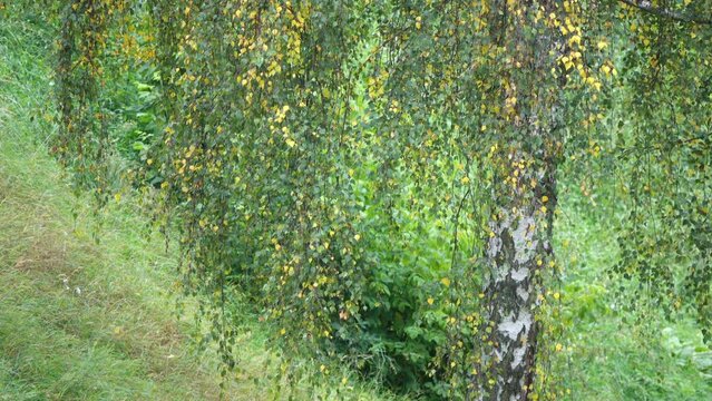 Betula pendula, silver, warty weeping, European white or East Asian white birch, is tree in family Betulaceae, native to Europe and parts of Asia.