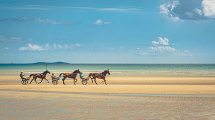 Chevaux sur la Plage