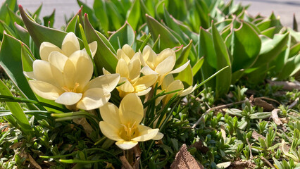 Light yellow crocuses with beautiful petals
