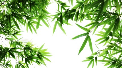Fototapeta na wymiar Fresh green bamboo leaves frame isolated on white background. AI generated image