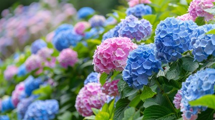 Hydrangea changeable large-leaved Garden French wild-growing bush. Variety of paniculate and tree-like hydrangea. Blue and pink flowers