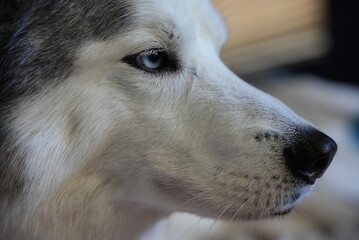 Siberian Husky Eye and Pupil