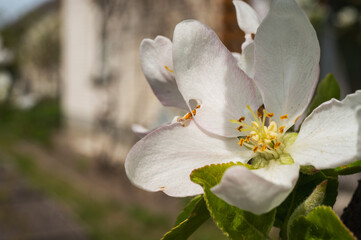 the first spring blossoms of trees, white blossoms of apple trees, plums. Selective focus, spring background