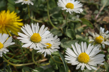 white field daisy and grass background, close up view