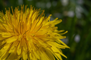 yellow dandelion flowers on a green background, close-up view