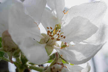 the first spring blossoms of trees, white blossoms of apple trees, plums. Selective focus, spring background