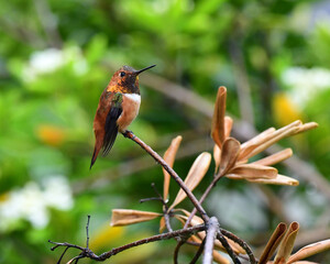 Rufous Hummingbird Perched on a Branch