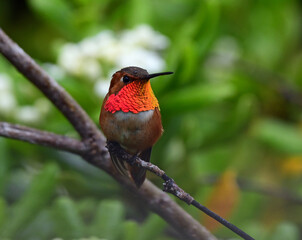 Rufous Hummingbird Displaying Red Feathers Perched on a Branch